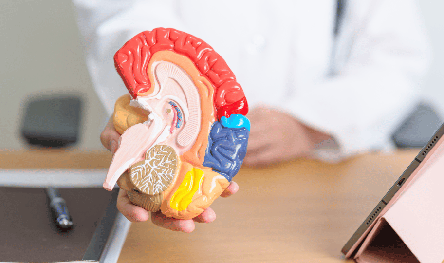 Liječnik drži model presjeka mozga