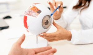 uvećani model ljudskog oka