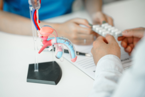 Model muškog spolnog sustava