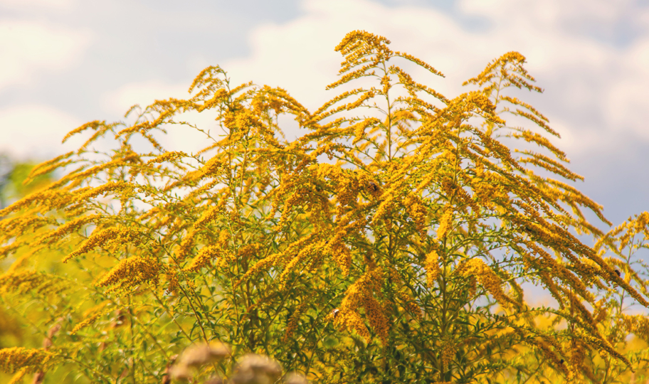 rasvjetana ambrozija