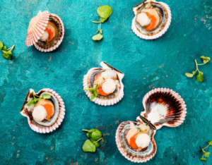 jakobove kapice na plavozelenoj podlozi