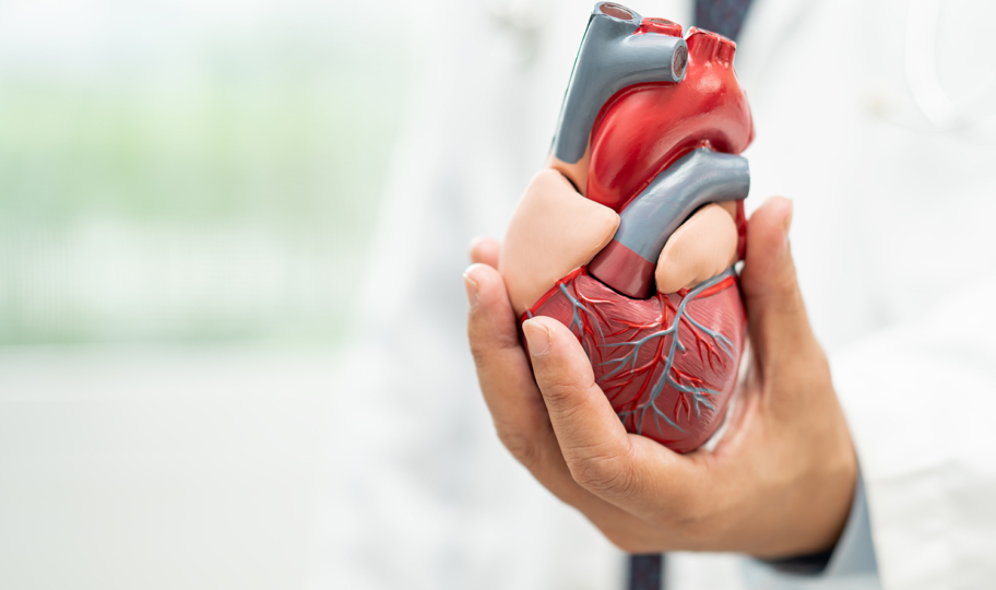 liječnik u ruci drži model ljudskog srca, beta blokatori, kardiovaskularne bolesti
