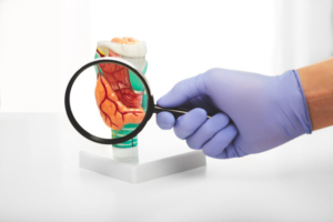 model ljudske štitnjače pod povećalom