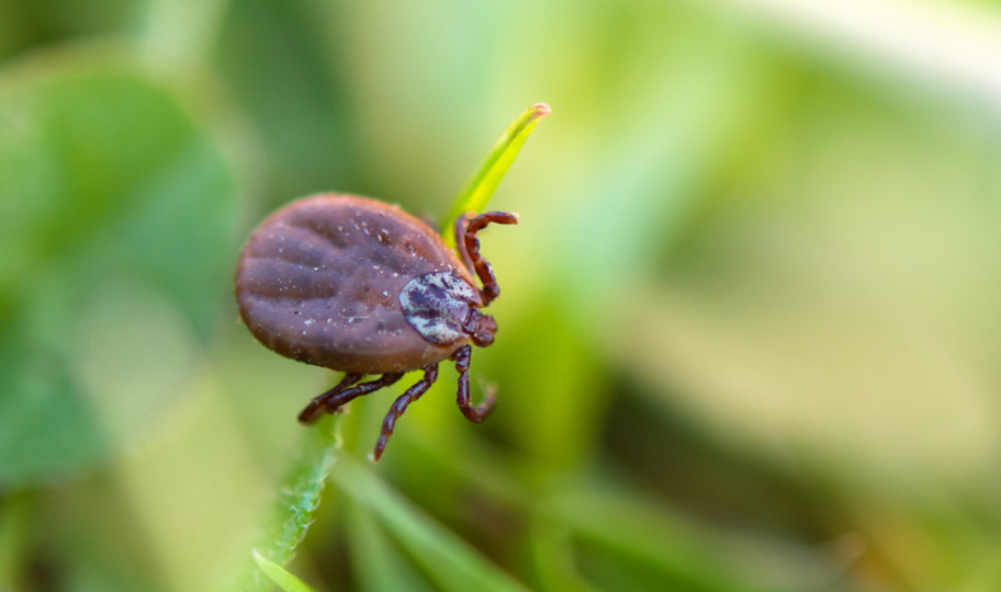 smeđi krpelj na vlati trave