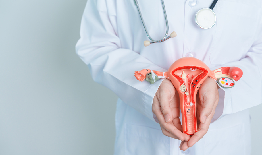 liječnik drži model maternice
