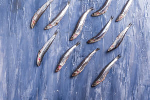sardine na plavoj podlozi