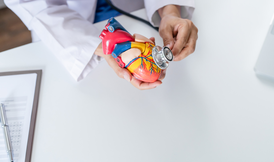 liječnik s anatomskim modelom ljudskog srca