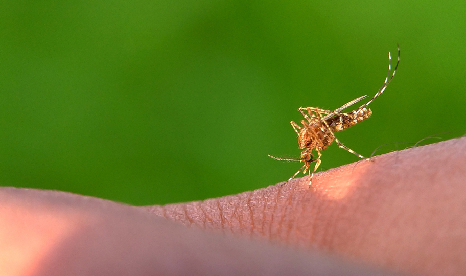 krupni kadar komarca na ljudskoj koži koji siše krv