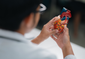 Krupni kadar ruku zdravstvenog djelatnika u kojima drži model ljudskog srca