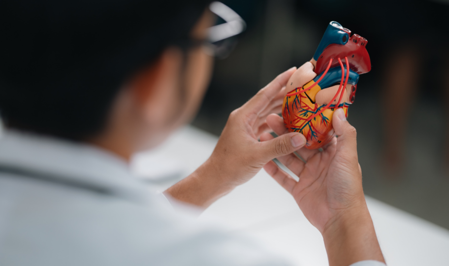 Krupni kadar ruku zdravstvenog djelatnika u kojima drži model ljudskog srca