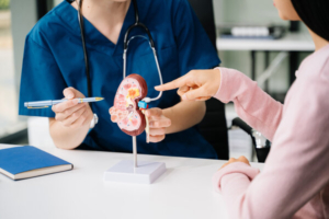 liječnik pacijentici objašnjava što je kronična bolest bubrega na modelu ljudskog bubrega