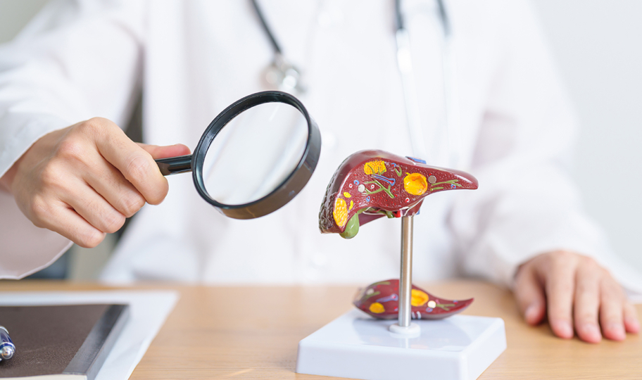 liječnik povećalom pregledava model ljudske jetre
