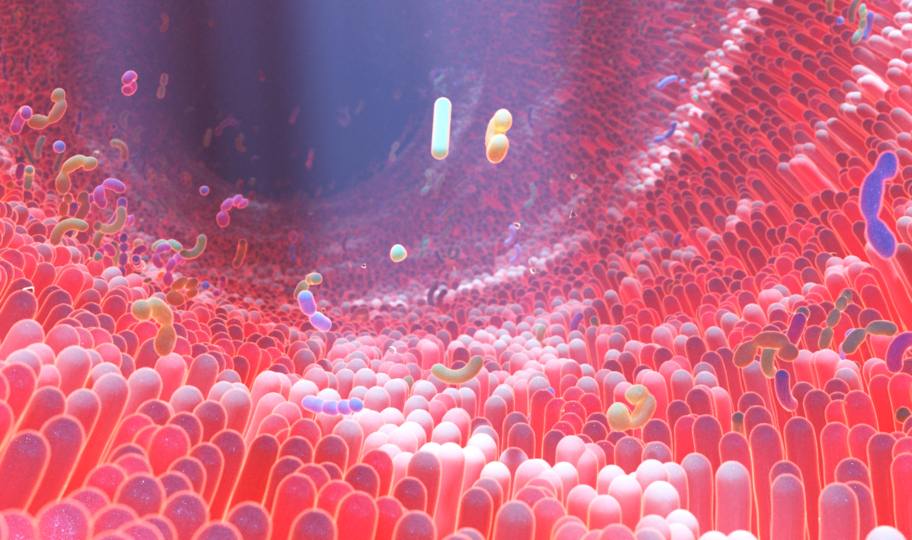 vizualizacija stijenke crijeva i bakterija