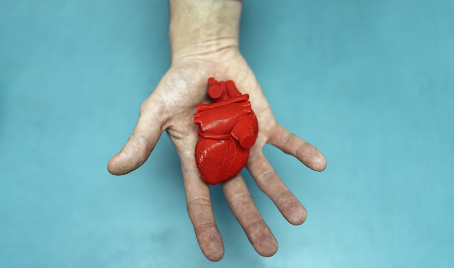 krupni kadar muške ruke na plavoj pozadini koja drži uzmanjeni model ljudskog srca