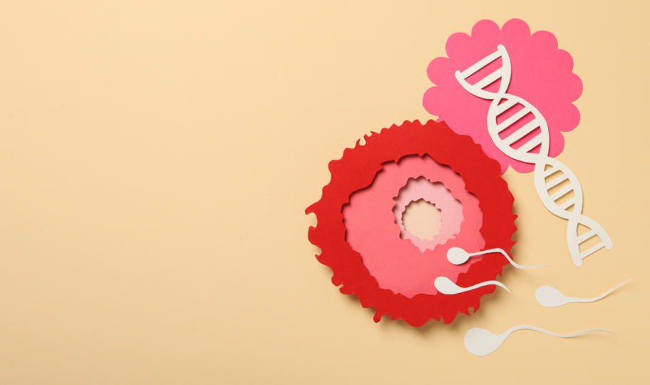 simbolički prikaz prenatalnih testova, papirnati model jajne stanice, spermija i molekule dnk