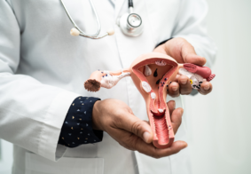 liječnik u ruci drži model maternice i jajnika