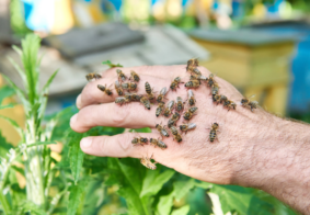 muška ruka s mnoštvom osa