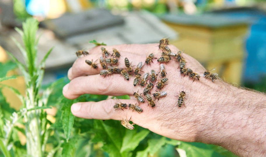 muška ruka s mnoštvom osa