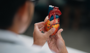 liječnik drži model srca u ruci