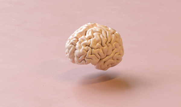 3d model mozga