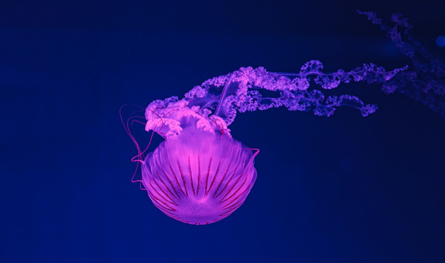 Kompas meduza (Chrysaora hysoscella)