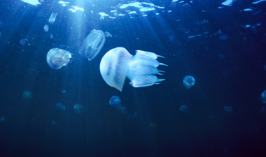 Morska pluća (Rhizostoma pulmo)