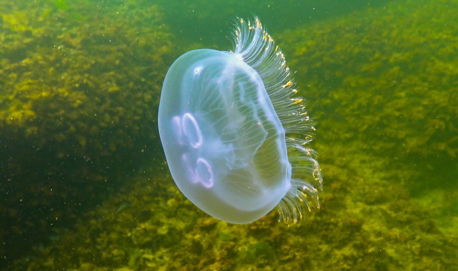 uhati klobuk meduza