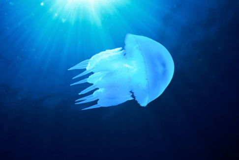 morska pluća meduza