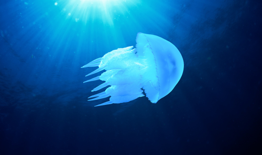 morska pluća meduza