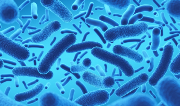ilustracija lactobacillus bakterija probiotici